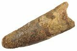 Fossil Spinosaurus Tooth - Feeding Worn Tip #360196-1